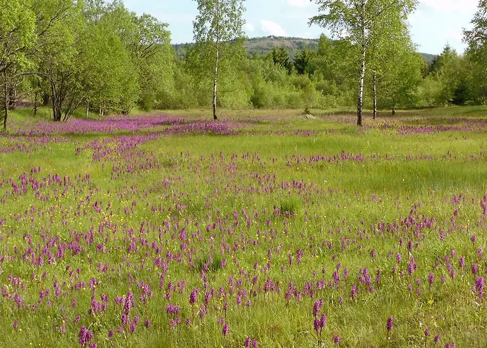 Апартаменты Petzold